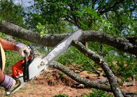 Professional Tree Removal and Landscaping Services in Holly Hill, FL